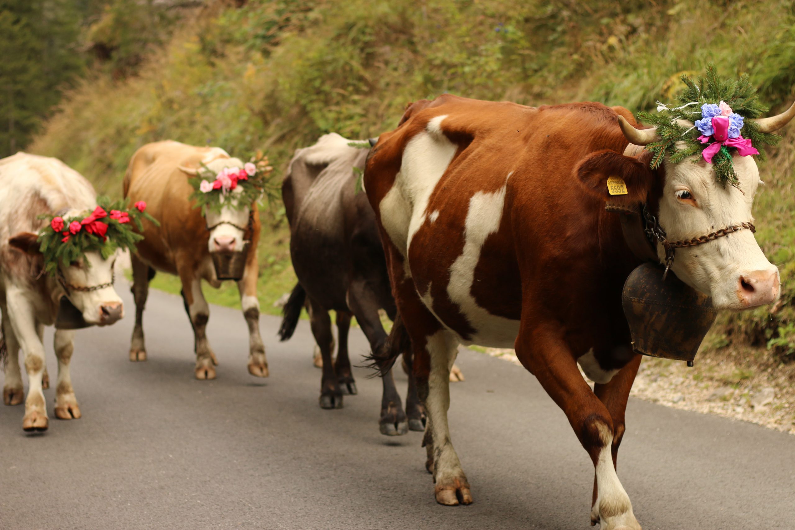 Ritorno delle mucche dall'alpeggio a Sappada